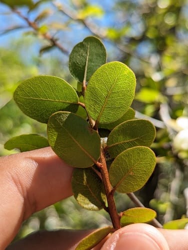 Sideroxylon peninsulare (Babelama) — photo