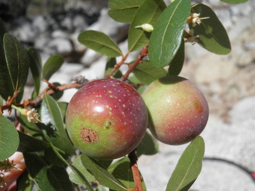 Sideroxylon peninsulare