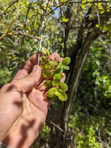 Sideroxylon peninsulare (Babelama) — photo