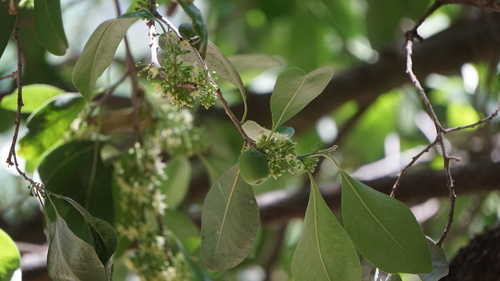 Sideroxylon persimile (Acoma piquant) — photo