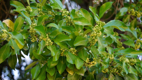 Sideroxylon persimile (Acoma piquant) — photo