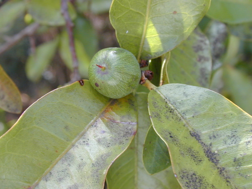 Sideroxylon persimile subsp. subsessiliflorum (Bebelama) — photo