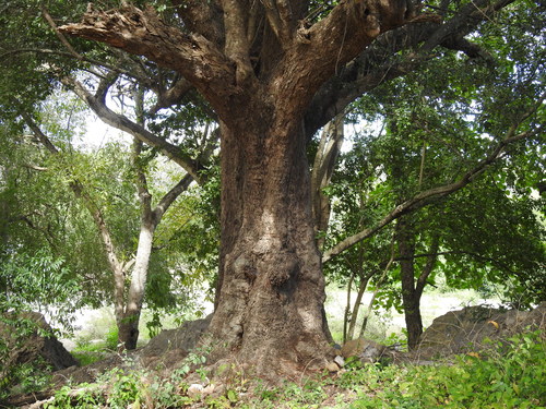Sideroxylon persimile subsp. subsessiliflorum