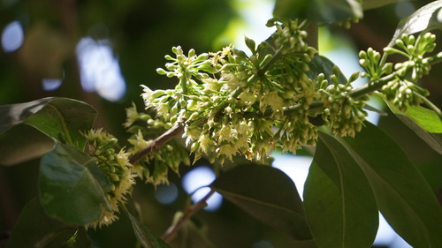 Sideroxylon persimile