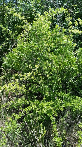 Sideroxylon reclinatum (Western Buckthorn) — photo