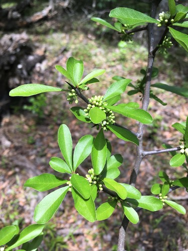 Sideroxylon reclinatum (Western Buckthorn) — photo
