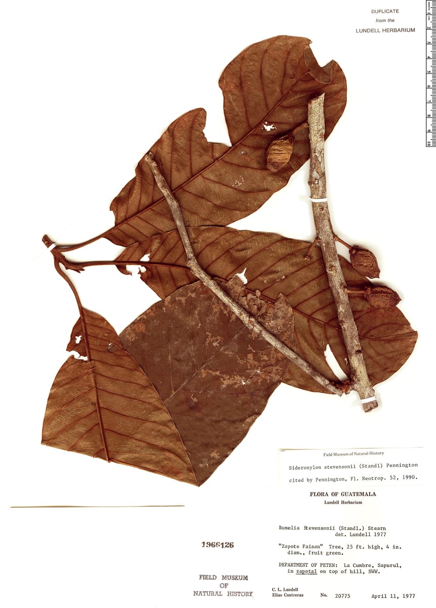 Sideroxylon stevensonii (Chicle faisan) — photo