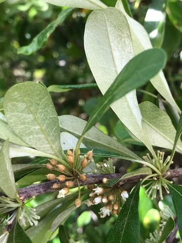 Sideroxylon tenax (Ironwood) — photo