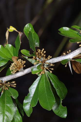 Sideroxylon tenax
