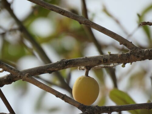Sideroxylon tepicense (Tepic jungleplum) — photo