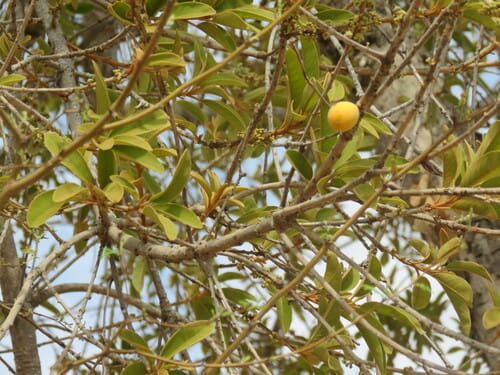 Sideroxylon tepicense (Tepic jungleplum) — photo