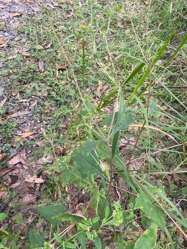 Sigesbeckia orientalis (Indian weed) — photo
