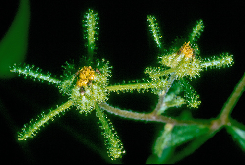 Sigesbeckia orientalis subsp. pubescens
