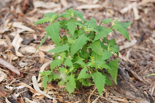 Sigesbeckia orientalis subsp. pubescens (Hsi Lien) — photo