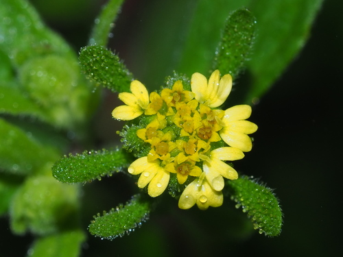 Sigesbeckia orientalis subsp. pubescens (Hsi Lien) — photo