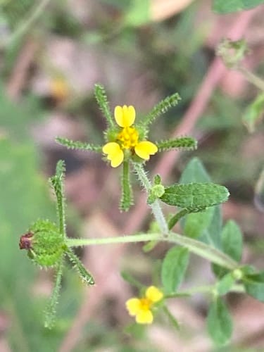 Sigesbeckia orientalis