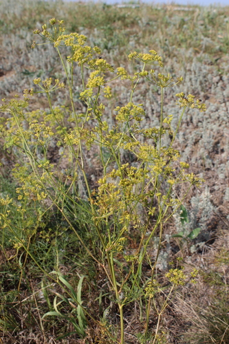 Silaum silaus (Pepper saxifrage) — photo