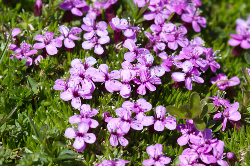 Silene acaulis (Cushion-pink) — photo