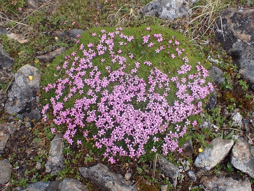 Silene acaulis (Cushion-pink) — photo