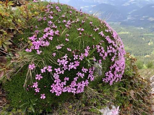 Silene acaulis