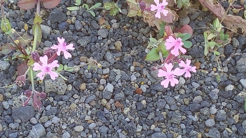 Silene aegyptiaca (Campio) — photo