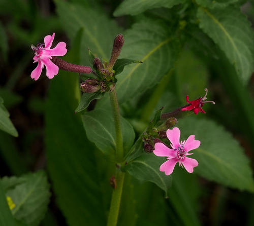 Silene aegyptiaca