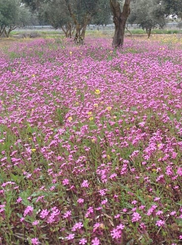 Silene aegyptiaca (Campio) — photo