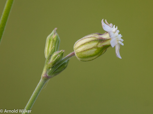 Silene aprica (Campion) — photo