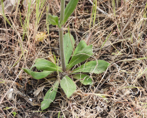 Silene aprica (Campion) — photo