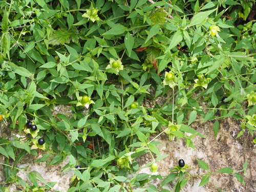 Silene baccifera (Berry-bearing catchfly) — photo