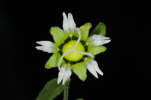 Silene baccifera (Berry-bearing catchfly) — photo