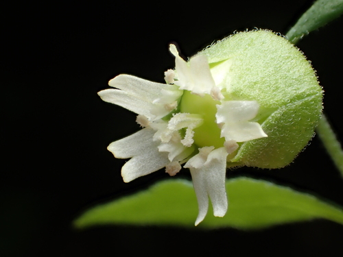 Silene baccifera