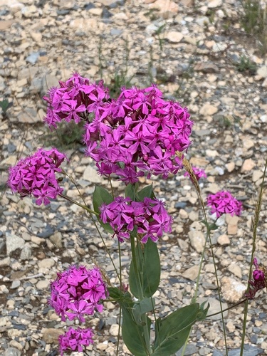 Silene compacta — photo