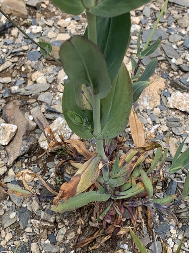 Silene compacta — photo