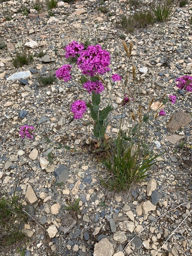 Silene compacta