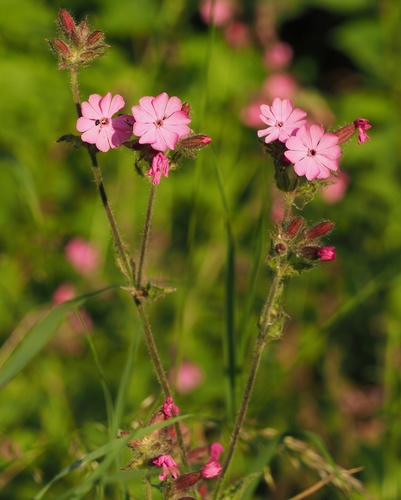 Silene dioica (Red campion) — photo