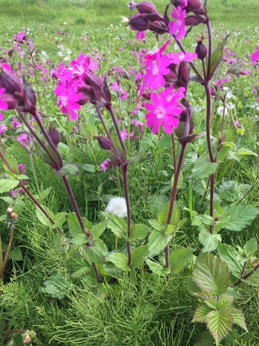 Silene dioica (Red campion) — photo