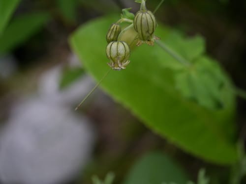 Silene indica (Tomrhia) — photo