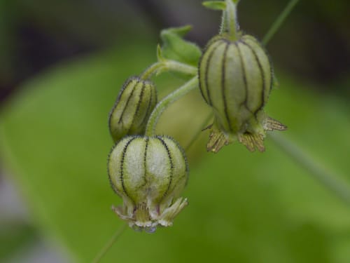 Silene indica (Tomrhia) — photo
