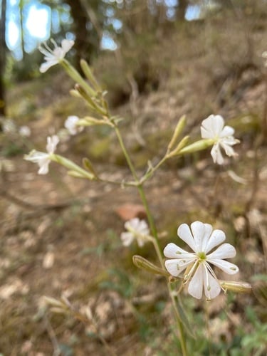 Silene italica (Italian catchfly) — photo