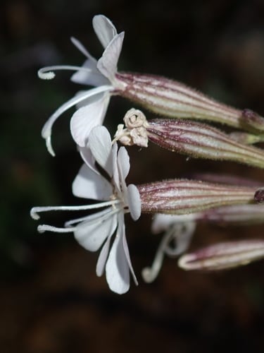 Silene italica (Italian catchfly) — photo