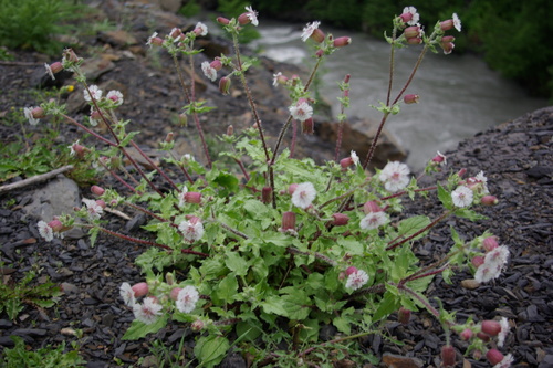 Silene lacera — photo