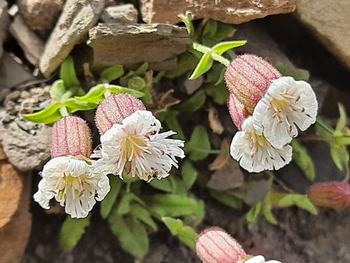 Silene lacera — photo