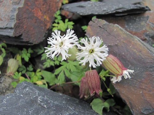 Silene lacera