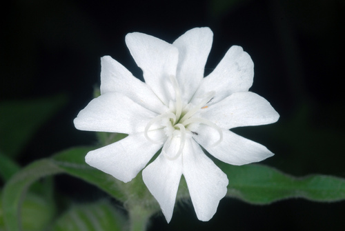 Silene latifolia (White campion) — photo