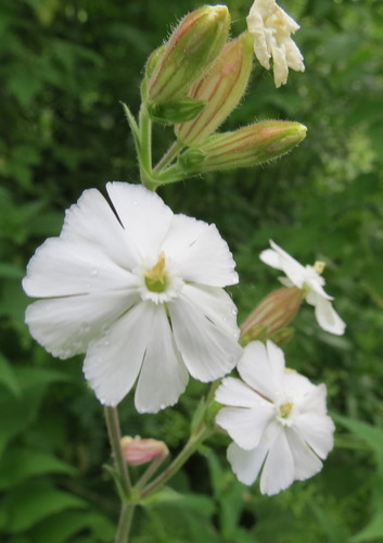 Silene latifolia (White campion) — photo