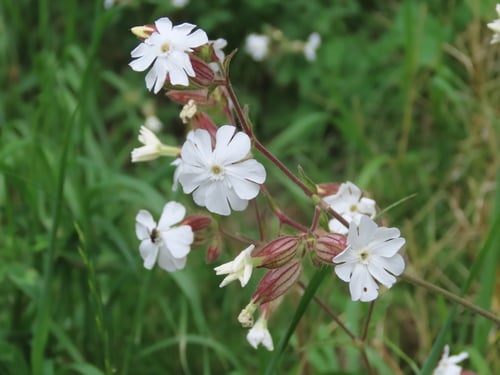 Silene latifolia