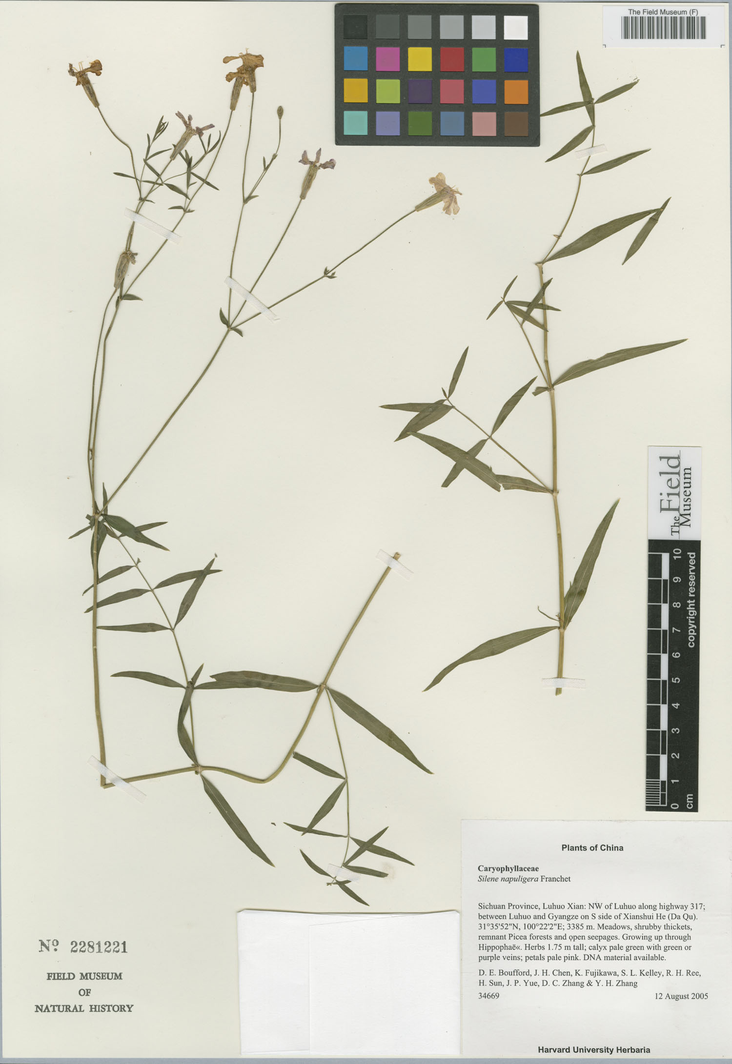 Silene napuligera — photo