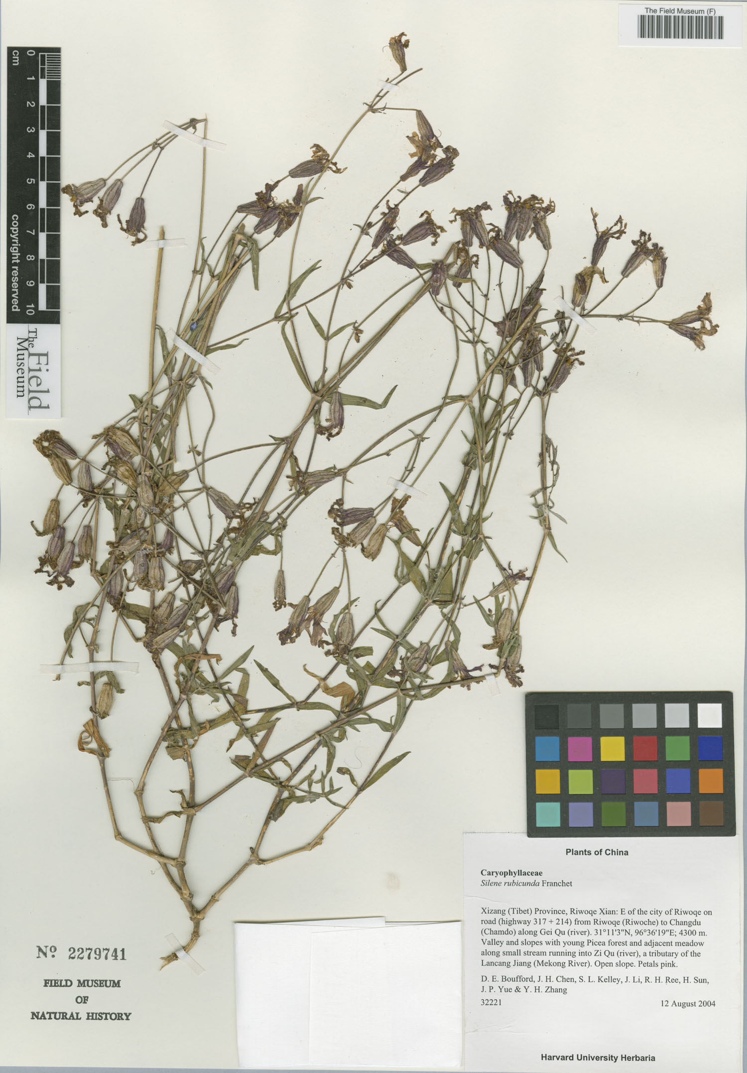 Silene napuligera — photo