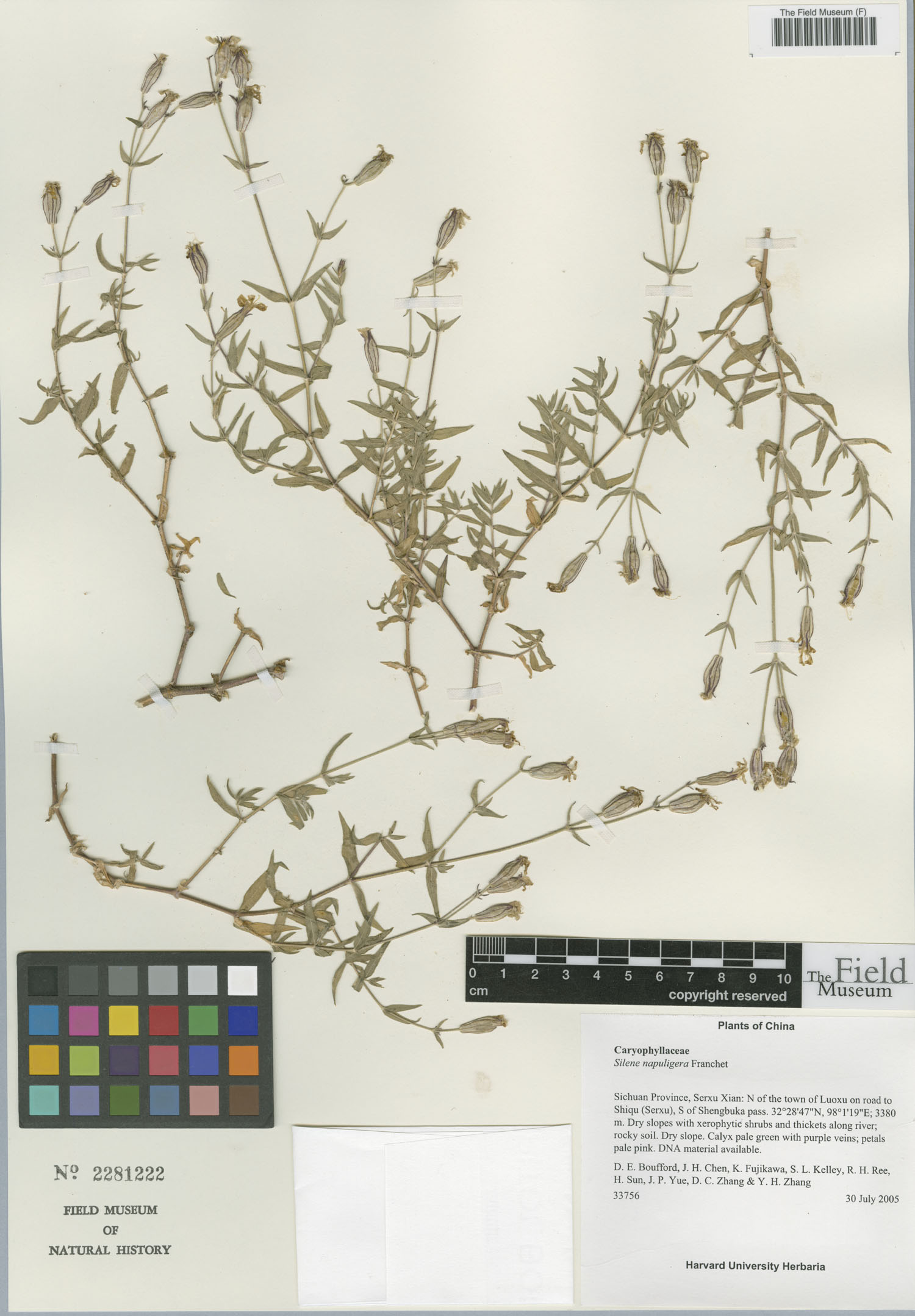 Silene napuligera